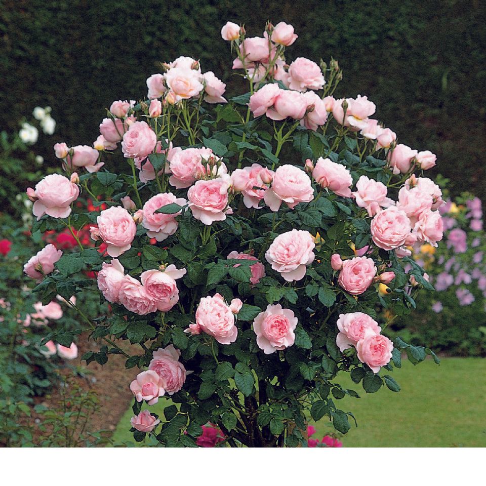 セプタード・アイル　鉢苗 - Scepter'd Isle Potted (Ausland) - david-austin-roses-japan