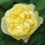 チャールズ・ダーウィン 鉢苗 - Charles Darwin (Auspeet) - david-austin-roses-japan