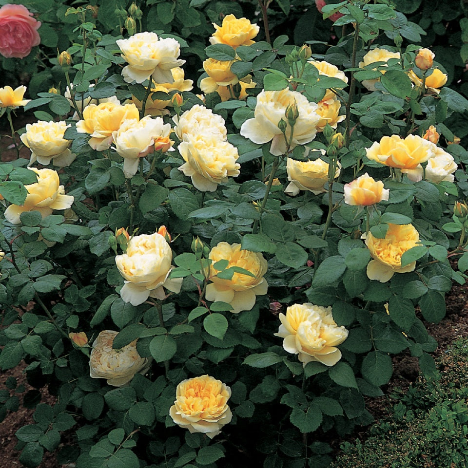 チャールズ・ダーウィン 鉢苗 - Charles Darwin (Auspeet) - david-austin-roses-japan