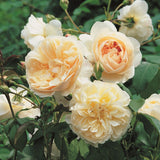 レッチフィールド・エンジェル裸苗 - Lichfield Angel (Ausrelate) - david-austin-roses-japan