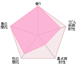 ダーシー・バッセル裸苗 - Darcey Bussell (Ausdecorum) - david-austin-roses-japan