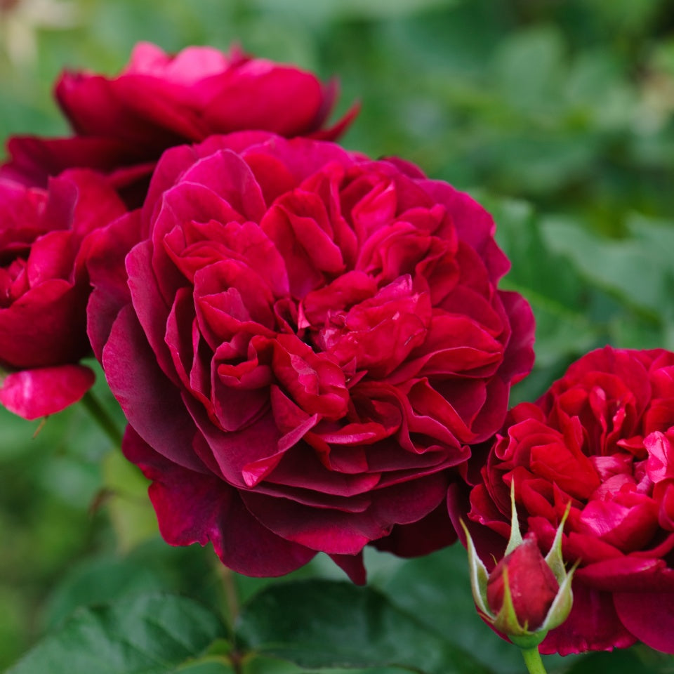ダーシー・バッセル裸苗 - Darcey Bussell (Ausdecorum) - david-austin-roses-japan