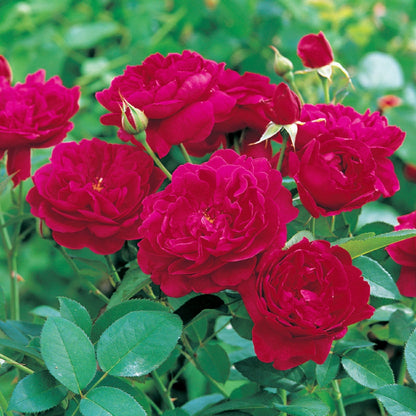 ダーシー・バッセル裸苗 - Darcey Bussell (Ausdecorum) - david-austin-roses-japan