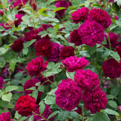 ダーシー・バッセル裸苗 - Darcey Bussell (Ausdecorum) - david-austin-roses-japan