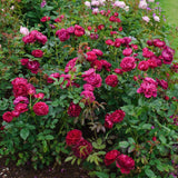 ダーシー・バッセル裸苗 - Darcey Bussell (Ausdecorum) - david-austin-roses-japan