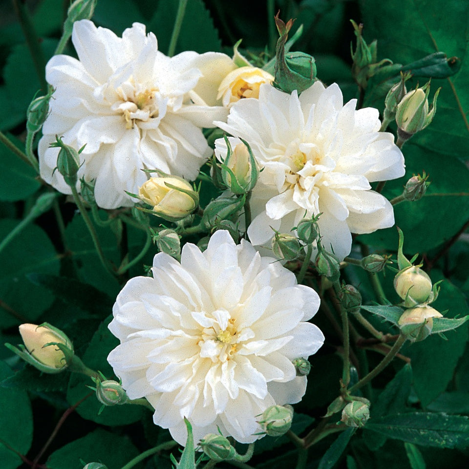 スノーグース ランブラー 鉢苗 - Snow Goose (Auspom) - david-austin-roses-japan