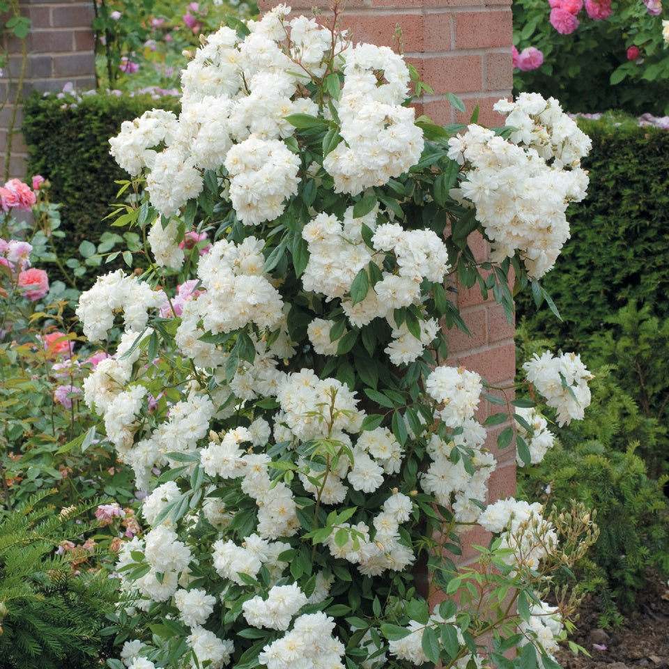 スノー・グース - Snow Goose (Auspom) – David Austin Roses Japan