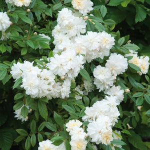 スノーグース ランブラー 鉢苗 - Snow Goose (Auspom) - david-austin-roses-japan