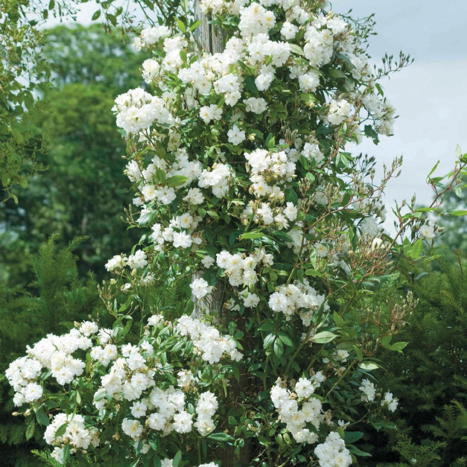 スノー・グース - Snow Goose (Auspom) – David Austin Roses Japan