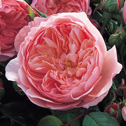 ジ・アレンウィック・ローズ 鉢苗 - The Alnwick® Rose (Ausgrab) - david-austin-roses-japan