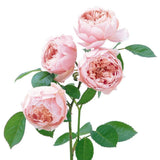 ジ・アレンウィック・ローズ 鉢苗 - The Alnwick® Rose (Ausgrab) - david-austin-roses-japan