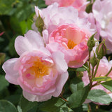 スキャボロー・フェア 鉢苗 - Scarborough Fair (Ausoran) - david-austin-roses-japan