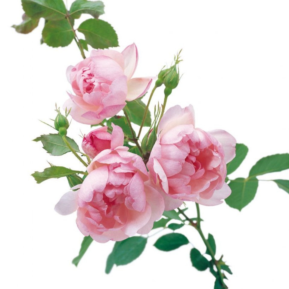 スキャボロー・フェア 鉢苗 - Scarborough Fair (Ausoran) - david-austin-roses-japan