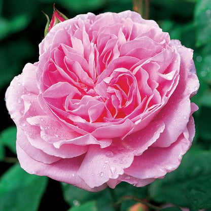 メアリー・ローズ 15L鉢苗 - Mary Rose Potted 15L(Ausmary)