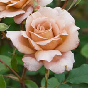 ジュリアズ・ローズ裸苗 - Julia's Rose - david-austin-roses-japan
