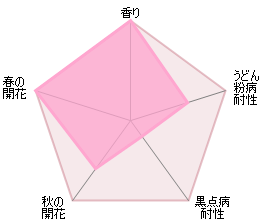 プリンセス・アレキサンドラ・オブ・ケント裸苗 - Princess Alexandra of Kent (Ausmerchant) - david-austin-roses-japan