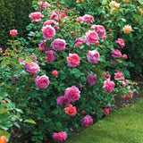 プリンセス・アレキサンドラ・オブ・ケント 鉢苗 - Princess Alexandra of Kent (Ausmerchant) - david-austin-roses-japan