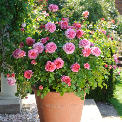 プリンセス・アレキサンドラ・オブ・ケント 鉢苗 - Princess Alexandra of Kent (Ausmerchant) - david-austin-roses-japan