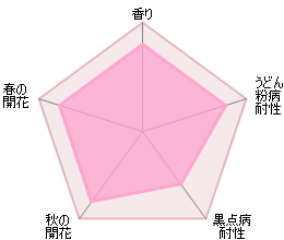 スカイラーク裸苗 - Skylark (Ausimple) - david-austin-roses-japan