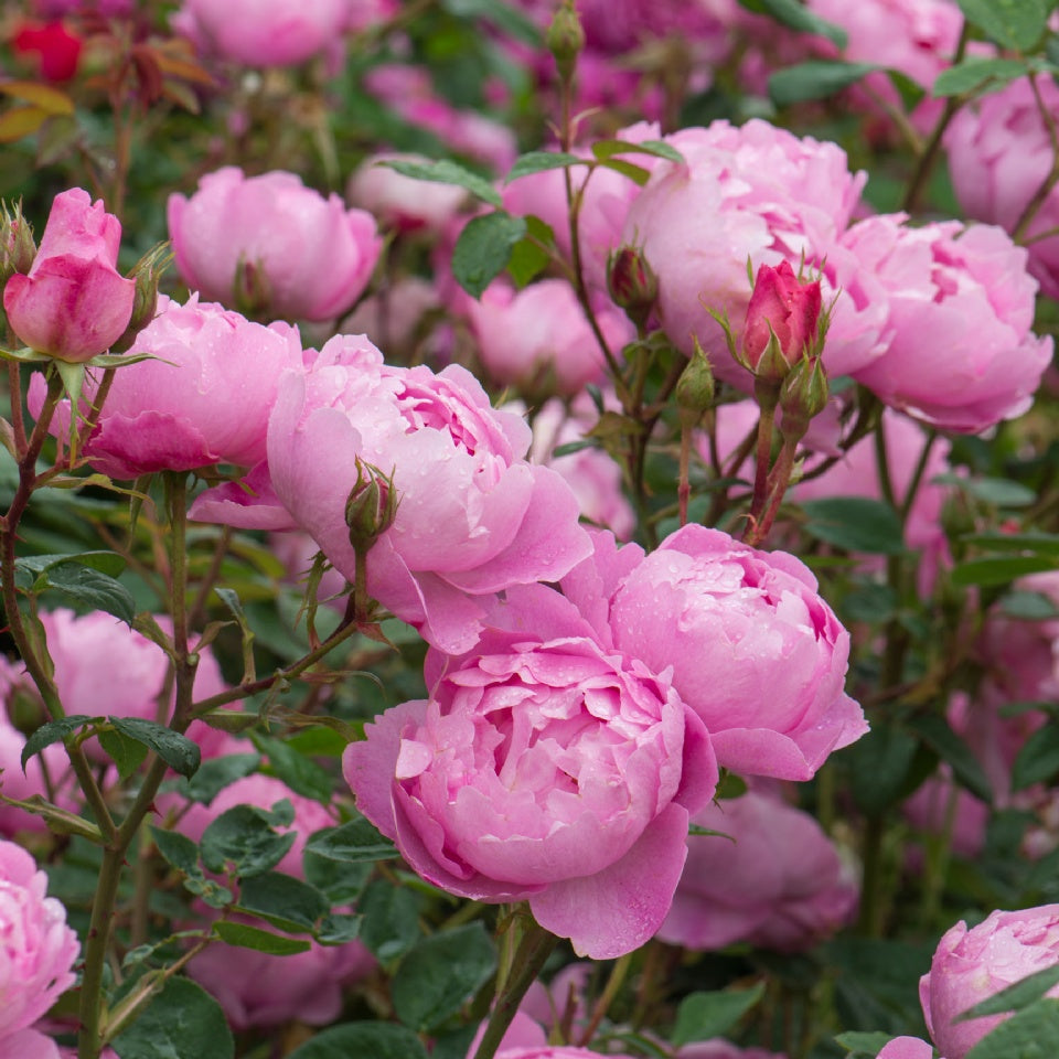 スカイラーク裸苗 - Skylark (Ausimple) - david-austin-roses-japan