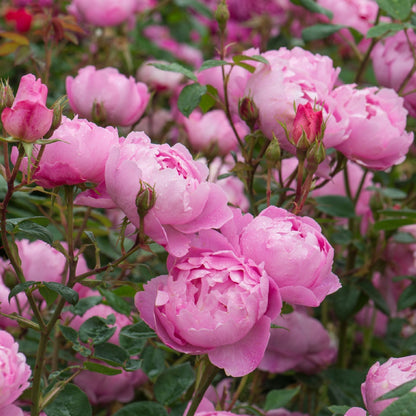 スカイラーク裸苗 - Skylark (Ausimple) - david-austin-roses-japan