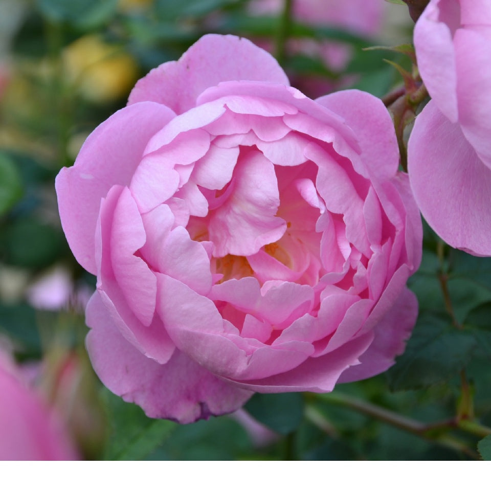 スカイラーク裸苗 - Skylark (Ausimple) – David Austin Roses Japan
