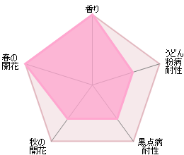 ムンステッド・ウッド裸苗 - Munstead Wood (Ausbernard) - david-austin-roses-japan