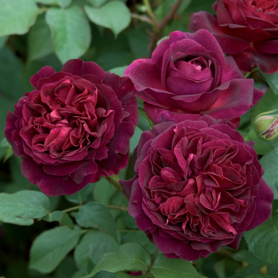 ムンステッド・ウッド裸苗 - Munstead Wood (Ausbernard) - david-austin-roses-japan