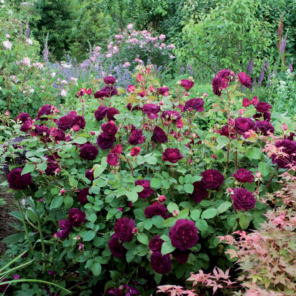 ムンステッド・ウッド裸苗 - Munstead Wood (Ausbernard) - david-austin-roses-japan