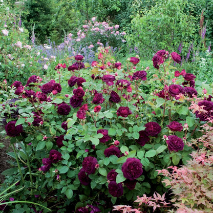 ムンステッド・ウッド裸苗 - Munstead Wood (Ausbernard) - david-austin-roses-japan