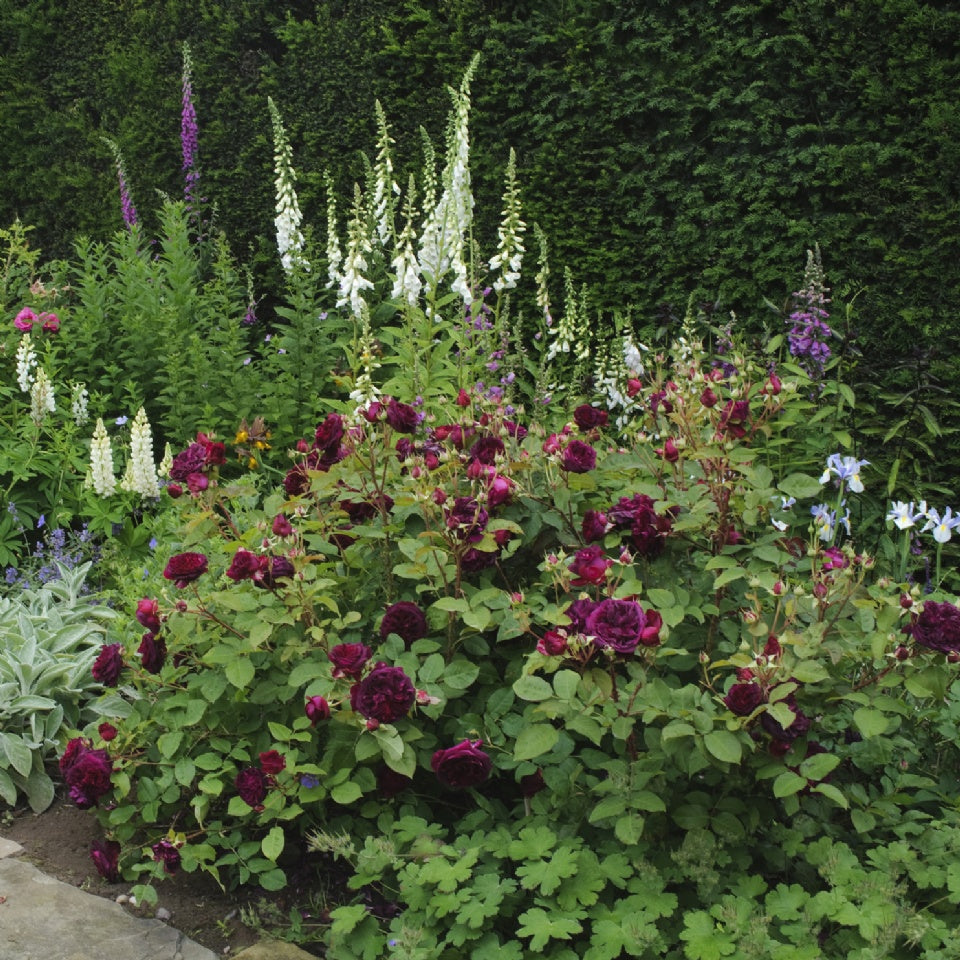 ムンステッド・ウッド裸苗 - Munstead Wood (Ausbernard) - david-austin-roses-japan