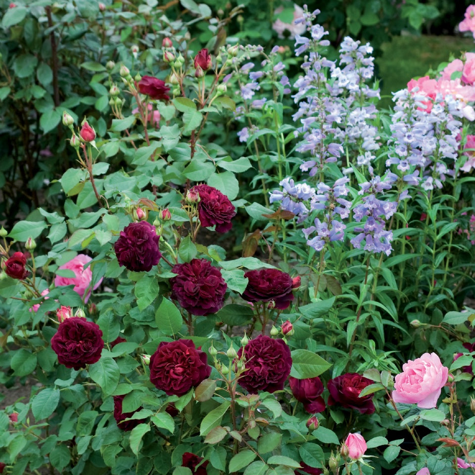 ムンステッド・ウッド裸苗 - Munstead Wood (Ausbernard) - david-austin-roses-japan