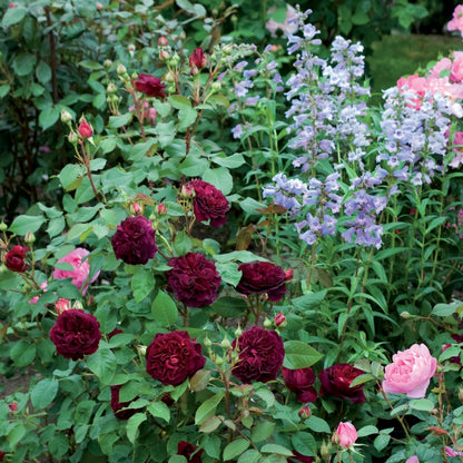 ムンステッド・ウッド裸苗 - Munstead Wood (Ausbernard) - david-austin-roses-japan