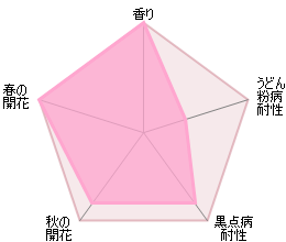 ハーロウ・カー鉢苗 - Harlow Carr (Aushouse) - david-austin-roses-japan