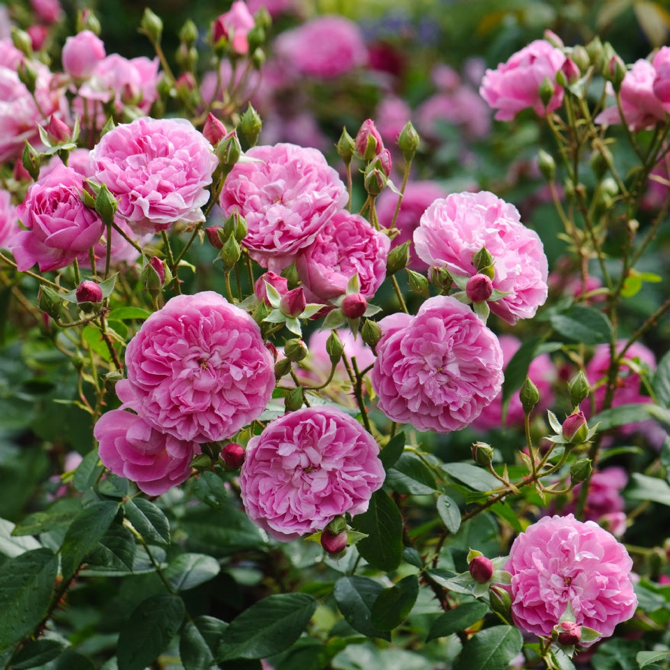 ハーロウ・カー鉢苗 - Harlow Carr (Aushouse) - david-austin-roses-japan