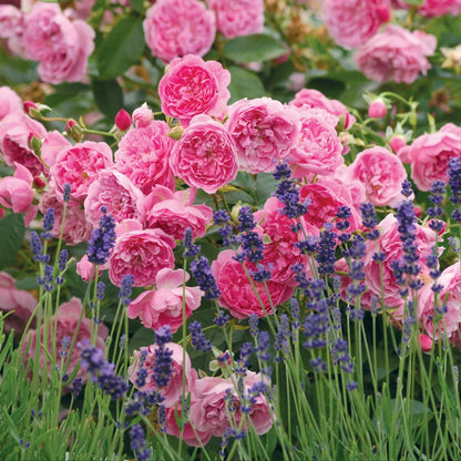 ハーロウ・カー鉢苗 - Harlow Carr (Aushouse) - david-austin-roses-japan