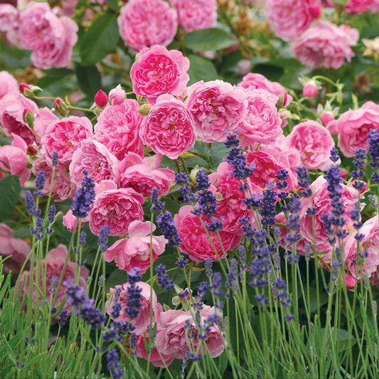 ハーロウ・カー鉢苗 - Harlow Carr (Aushouse) - david-austin-roses-japan