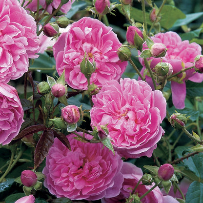 ハーロウ・カー鉢苗 - Harlow Carr (Aushouse) - david-austin-roses-japan