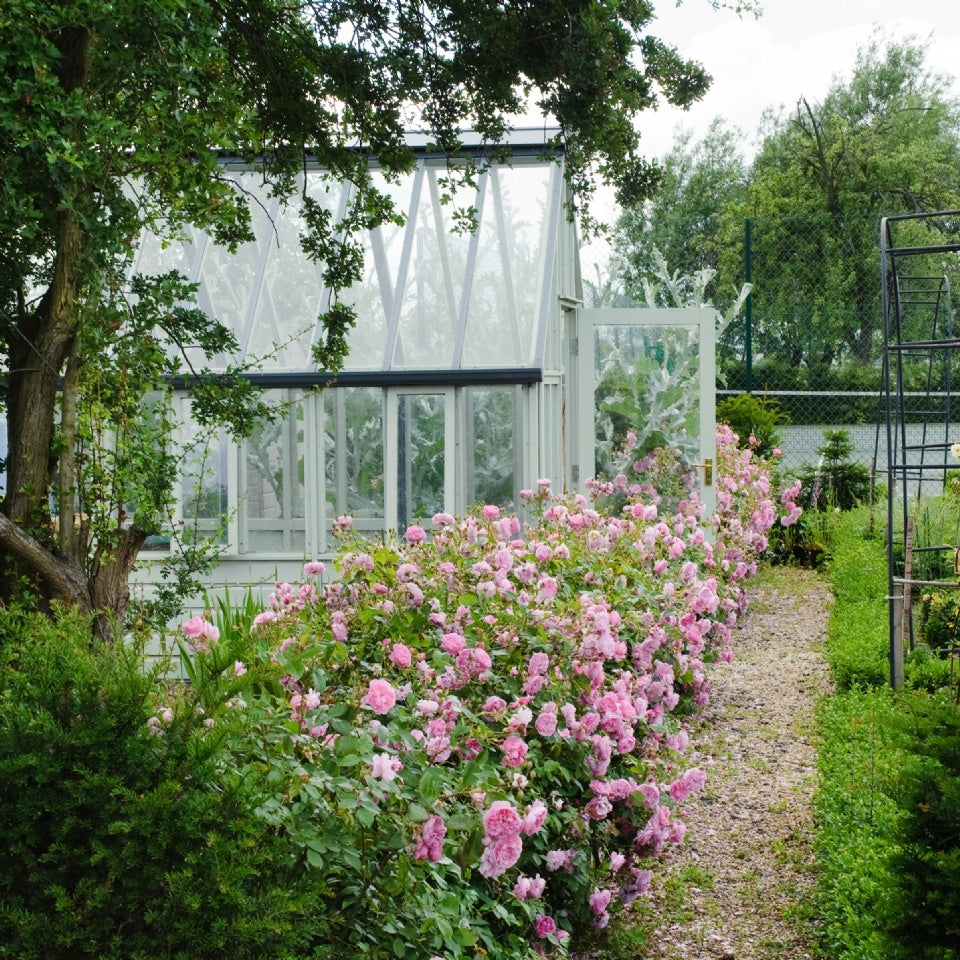 ハーロウ・カー鉢苗 - Harlow Carr (Aushouse) - david-austin-roses-japan