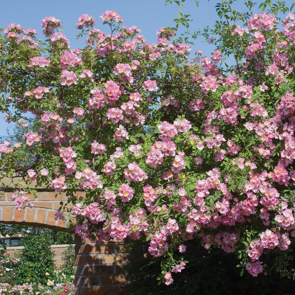 キュー・ランブラー裸苗 - Kew Rambler - david-austin-roses-japan