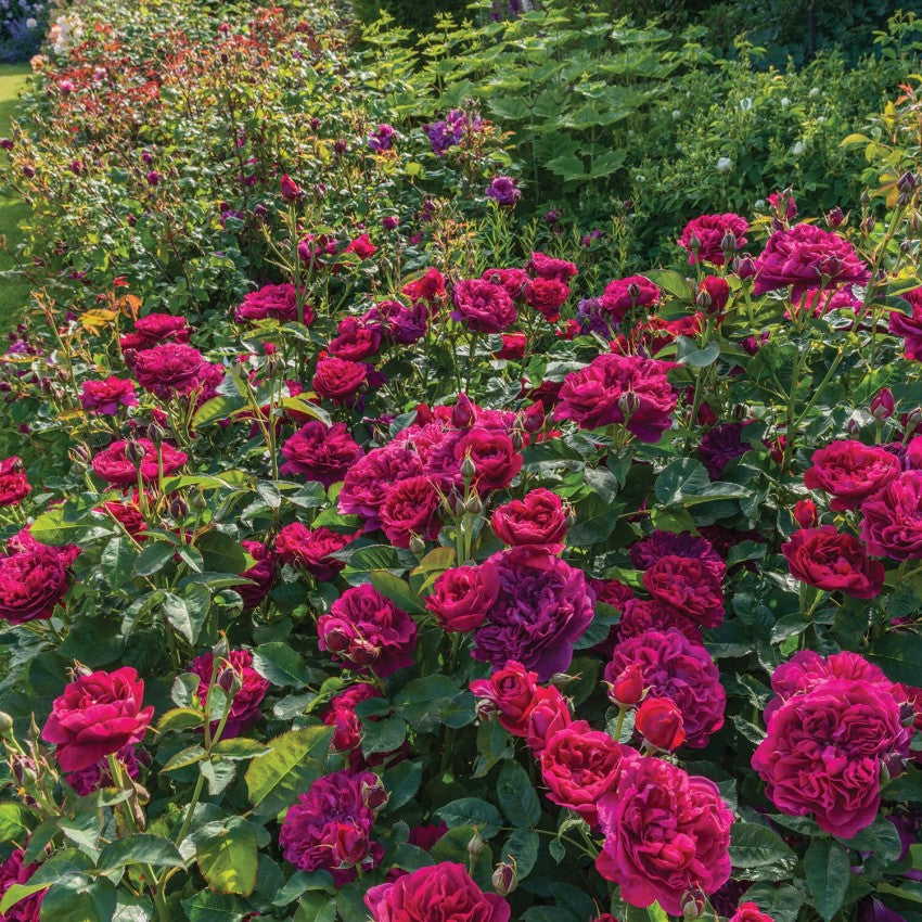 ダーシー・バッセル 鉢苗 - Darcey Bussell Potted (Ausdecorum)