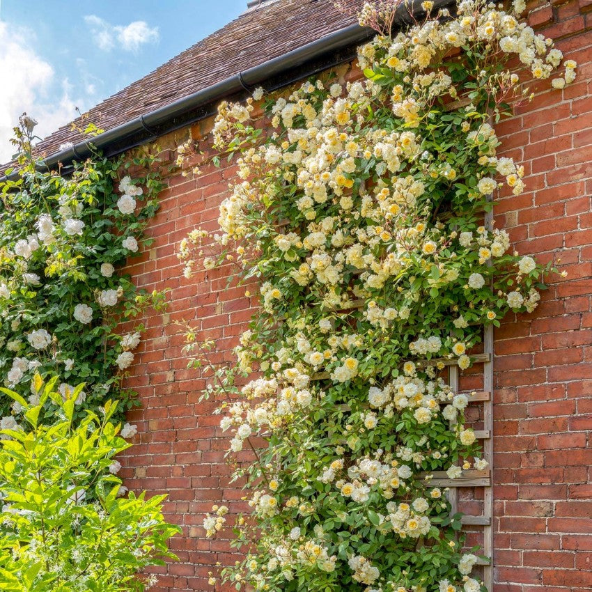 モーヴァン・ヒル ランブラー鉢苗 - Malvern Hills Potted (Auscanary)