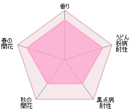 ジェントル・ハーマイオニー 鉢苗 - Gentle Hermione (Ausrumba) - david-austin-roses-japan