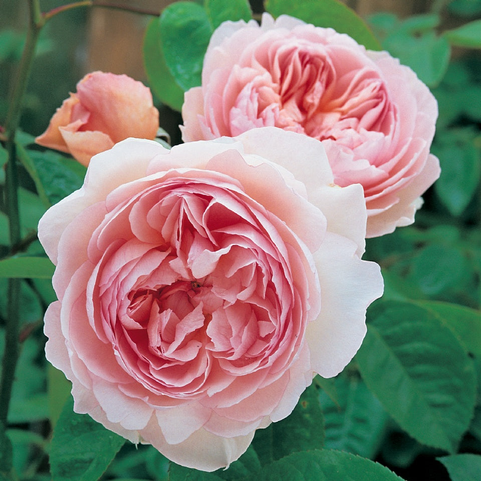 ジェントル・ハーマイオニー 鉢苗 - Gentle Hermione (Ausrumba) - david-austin-roses-japan