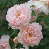 ジェントル・ハーマイオニー 鉢苗 - Gentle Hermione (Ausrumba) - david-austin-roses-japan