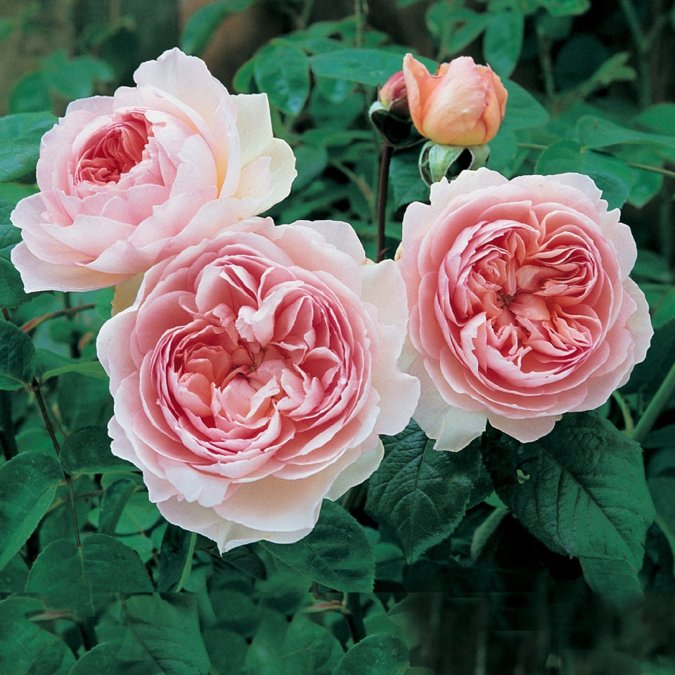 ジェントル・ハーマイオニー 鉢苗 - Gentle Hermione (Ausrumba) - david-austin-roses-japan