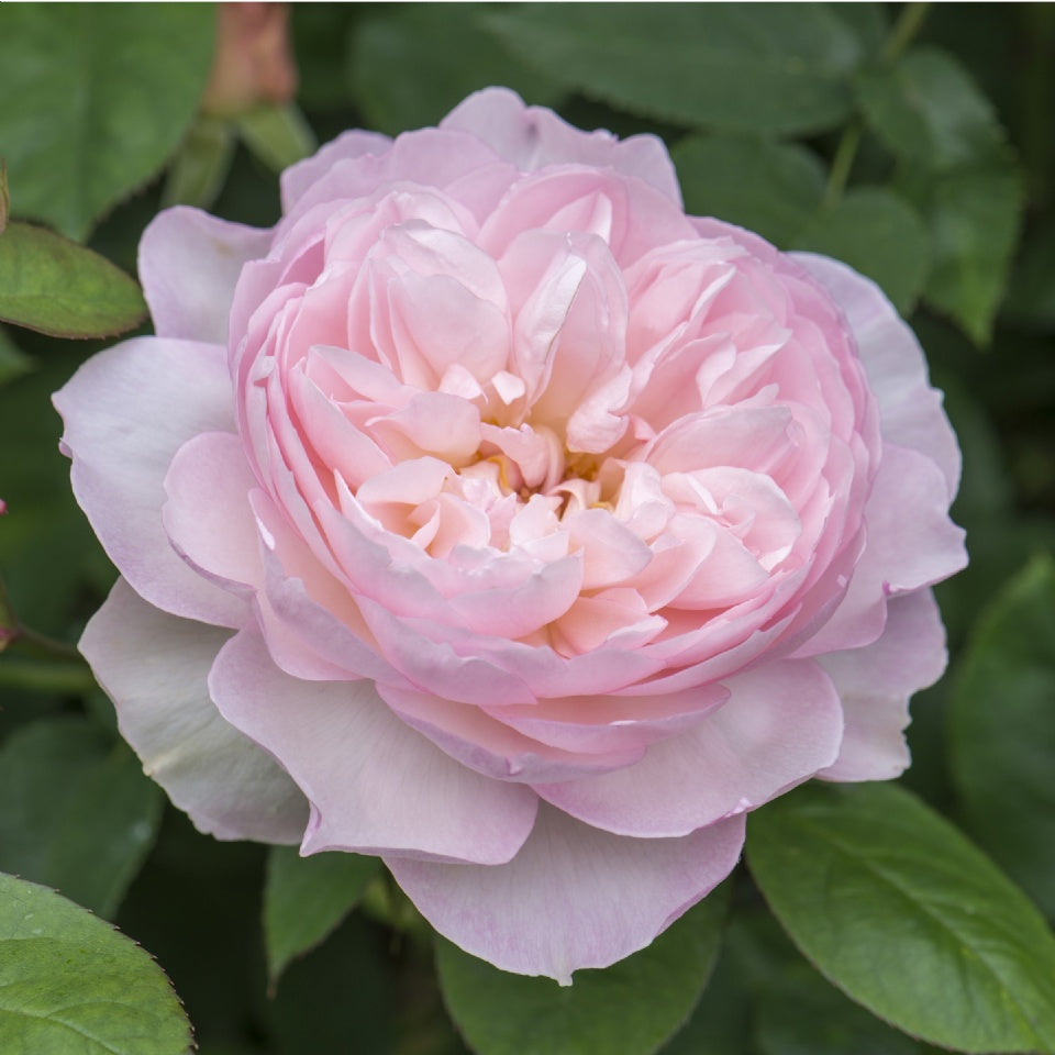 ジェントル・ハーマイオニー 鉢苗 - Gentle Hermione (Ausrumba) - david-austin-roses-japan