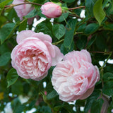 ザ・ジェネラス・ガーデナー裸苗 - The Generous Gardener (Ausdrawn) - david-austin-roses-japan