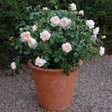 ザ・ジェネラス・ガーデナー鉢苗 - The Generous Gardener (Ausdrawn) - david-austin-roses-japan