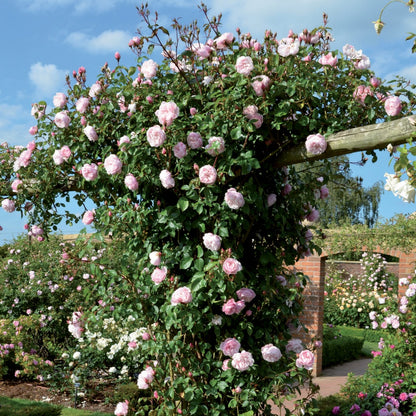 ザ・ジェネラス・ガーデナー裸苗 - The Generous Gardener (Ausdrawn) - david-austin-roses-japan